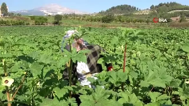 Yöneticiliği bırakıp bamya işine girdi: 'Huzuru tarımda buldum' Yöneticiliği bırakıp bamya işine girdi: 'Huzuru tarımda buldum'