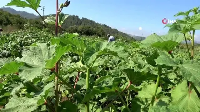 Yöneticiliği bırakıp bamya işine girdi: 'Huzuru tarımda buldum' Yöneticiliği bırakıp bamya işine girdi: 'Huzuru tarımda buldum'
