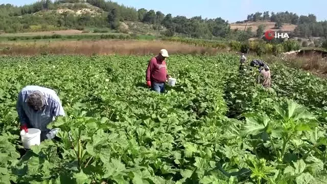 Yöneticiliği bırakıp bamya işine girdi: 'Huzuru tarımda buldum' Yöneticiliği bırakıp bamya işine girdi: 'Huzuru tarımda buldum'