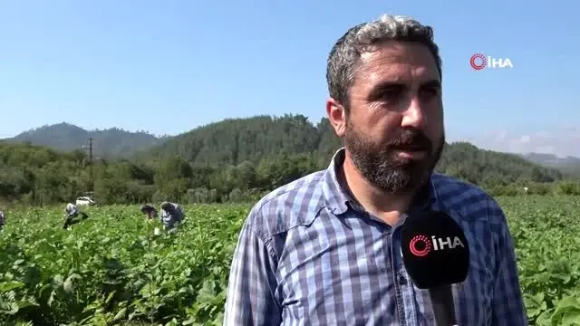Yöneticiliği bırakıp bamya işine girdi: 'Huzuru tarımda buldum' Yöneticiliği bırakıp bamya işine girdi: 'Huzuru tarımda buldum'