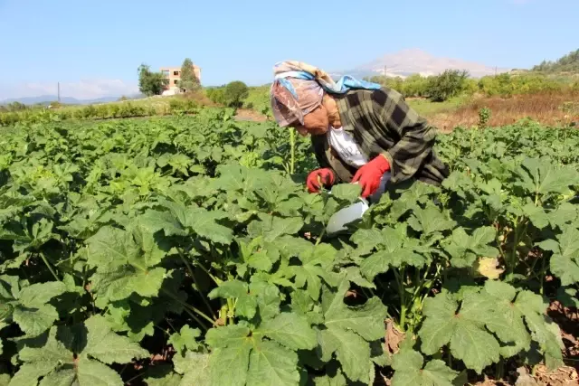 Yöneticiliği bırakıp çiftçi oldu, 'Huzuru tarımda buldum' dedi Yöneticiliği bırakıp çiftçi oldu, 'Huzuru tarımda buldum' dedi