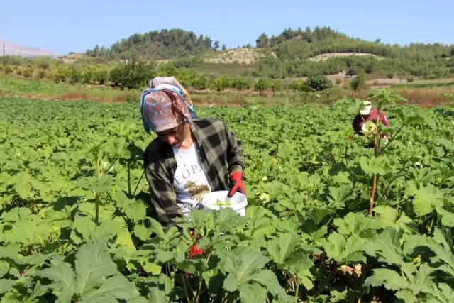 Yöneticiliği bırakıp çiftçi oldu, 'Huzuru tarımda buldum' dedi Yöneticiliği bırakıp çiftçi oldu, 'Huzuru tarımda buldum' dedi