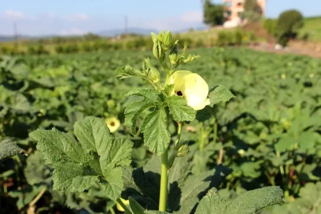 Yöneticiliği bırakıp çiftçi oldu, 'Huzuru tarımda buldum' dedi Yöneticiliği bırakıp çiftçi oldu, 'Huzuru tarımda buldum' dedi