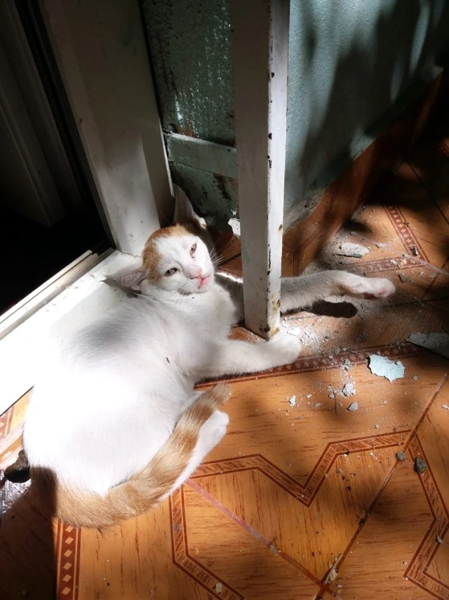 Ayağı demir ile duvar arasına sıkışan kedi kurtarıldı Haberler