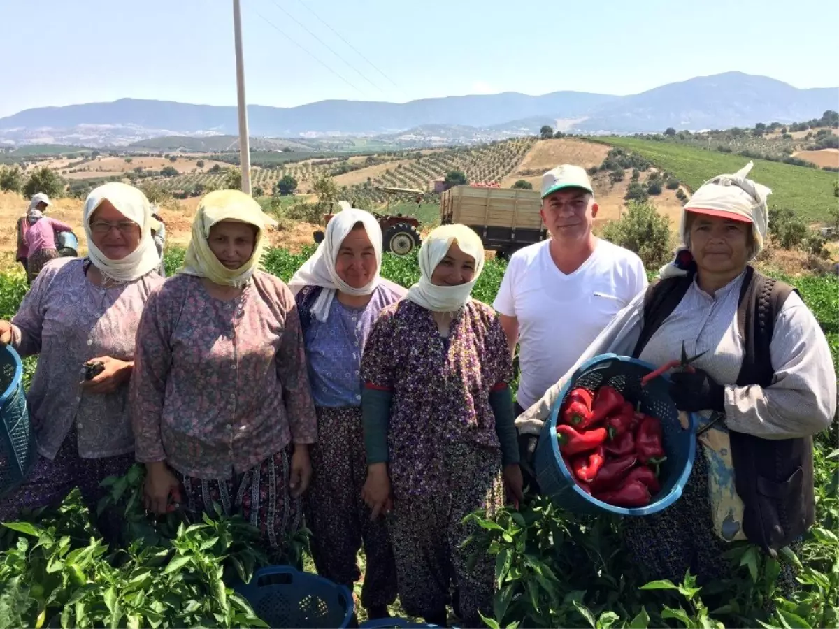 Kırmızı biberde hasat zamanı