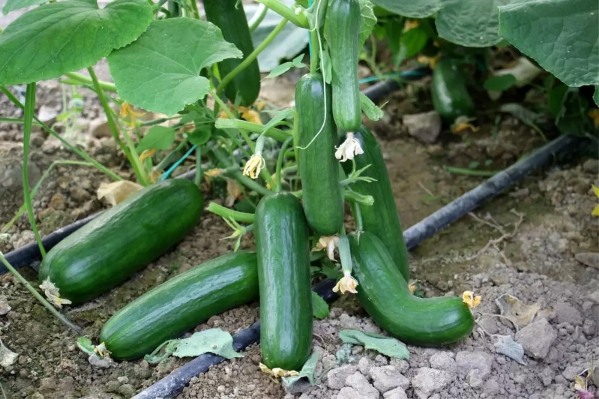 Ağustos'un zam şampiyonu salatalık oldu