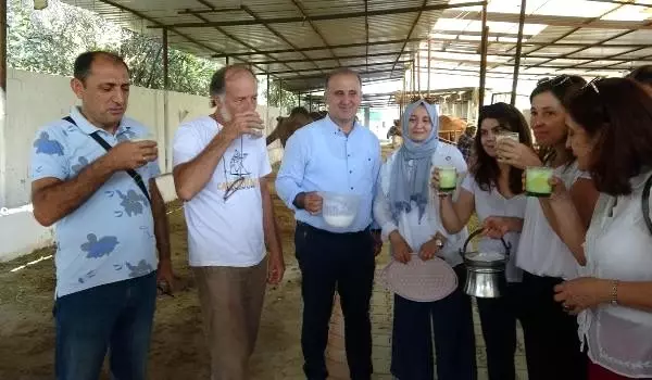 Aydın'ın deve sütünü dünya pazarına taşıyacak proje Aydın'ın deve sütünü dünya pazarına taşıyacak proje