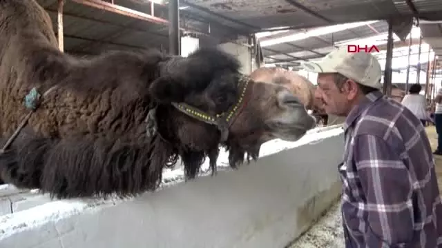 Aydın'ın deve sütünü dünya pazarına taşıyacak proje Aydın'ın deve sütünü dünya pazarına taşıyacak proje