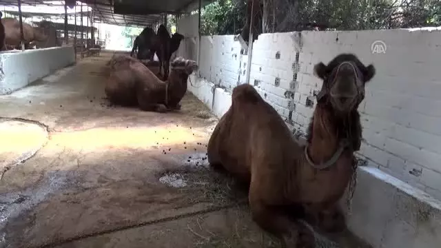 Deve sütü üretimi ve tüketimi projeyle artırılacak Deve sütü üretimi ve tüketimi projeyle artırılacak