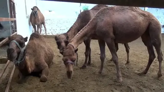 Deve sütü üretimi ve tüketimi projeyle artırılacak Deve sütü üretimi ve tüketimi projeyle artırılacak