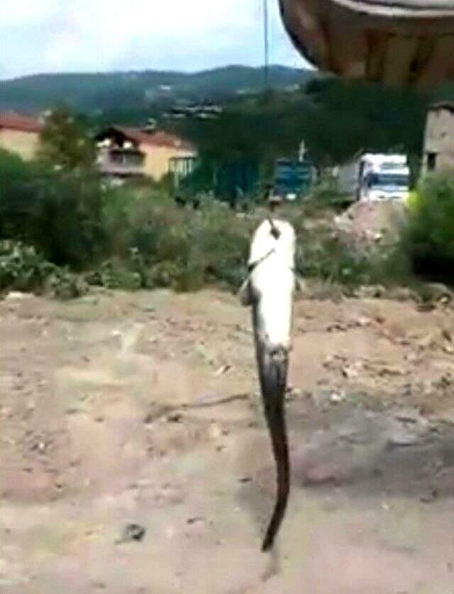 Görüntü Türkiye'den! Tuttuğu balığı kepçe ile sudan çıkarttı