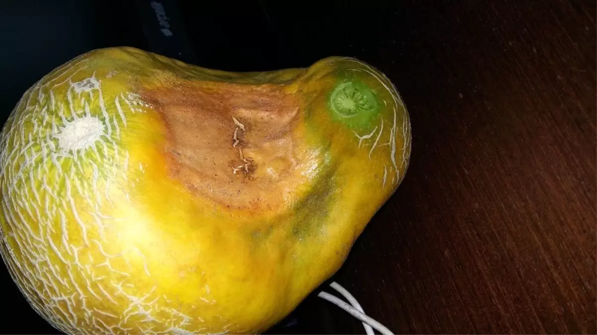 Kavunun görüntüsü görenleri şaşırttı