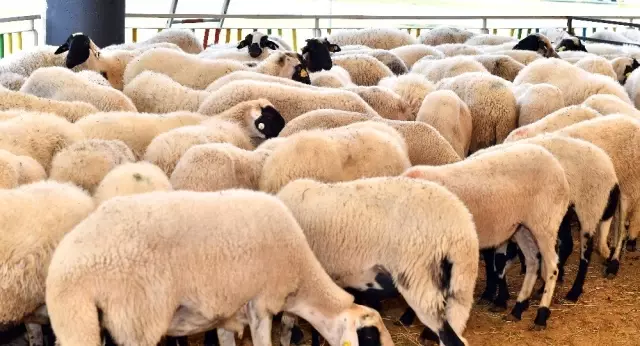 Kemalpaşalı üreticiye 126 küçükbaş hayvan hibesi