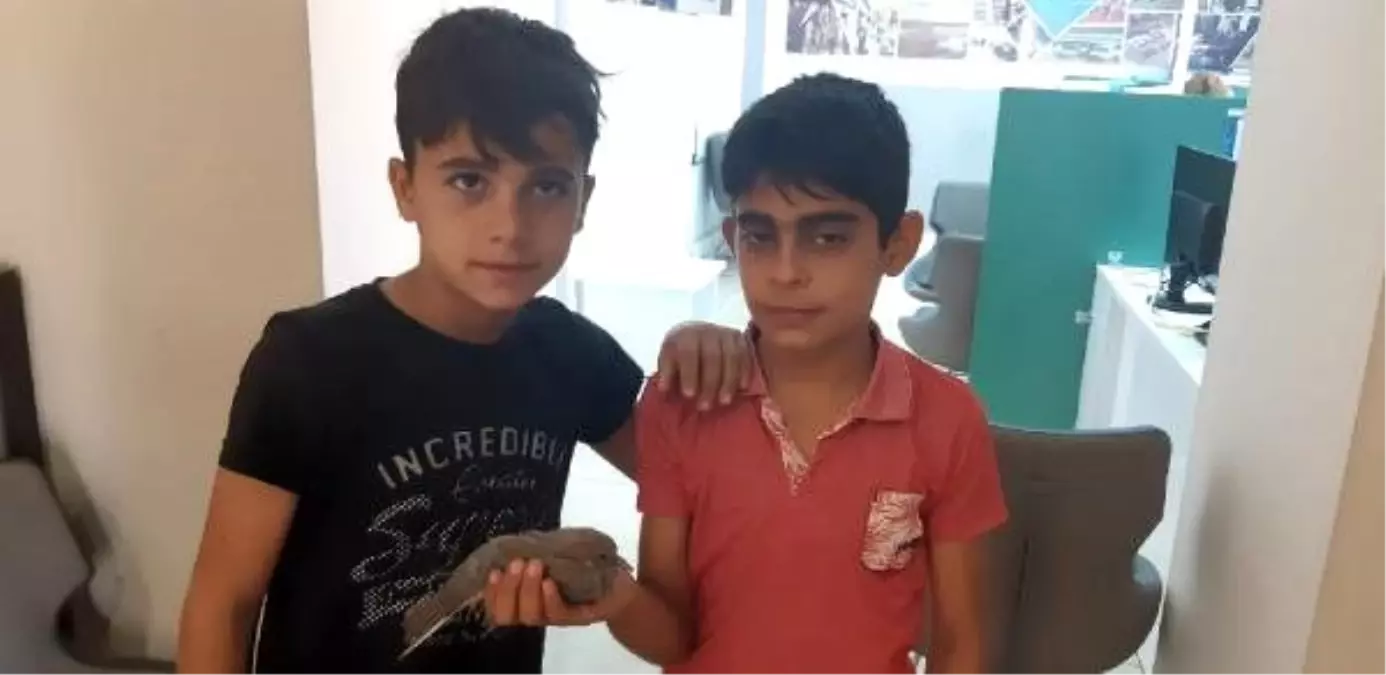 Uçamayan yavru kumruya çocuklar sahip çıktı