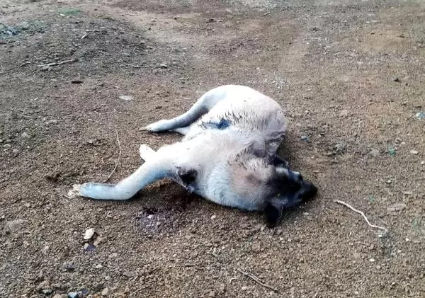 9 aylık köpek av tüfeği ile öldürüldü 9 aylık köpek av tüfeği ile öldürüldü