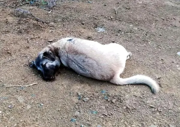 9 aylık köpek av tüfeği ile öldürüldü 9 aylık köpek av tüfeği ile öldürüldü