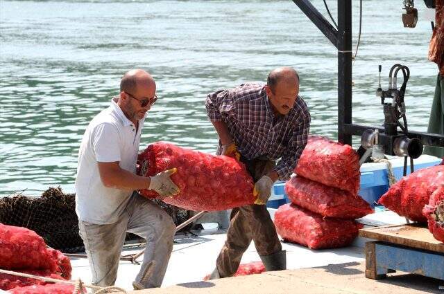 Balıkçılar rotayı salyangoza çevirdi! Kilosu 3,5 liradan satılıyor