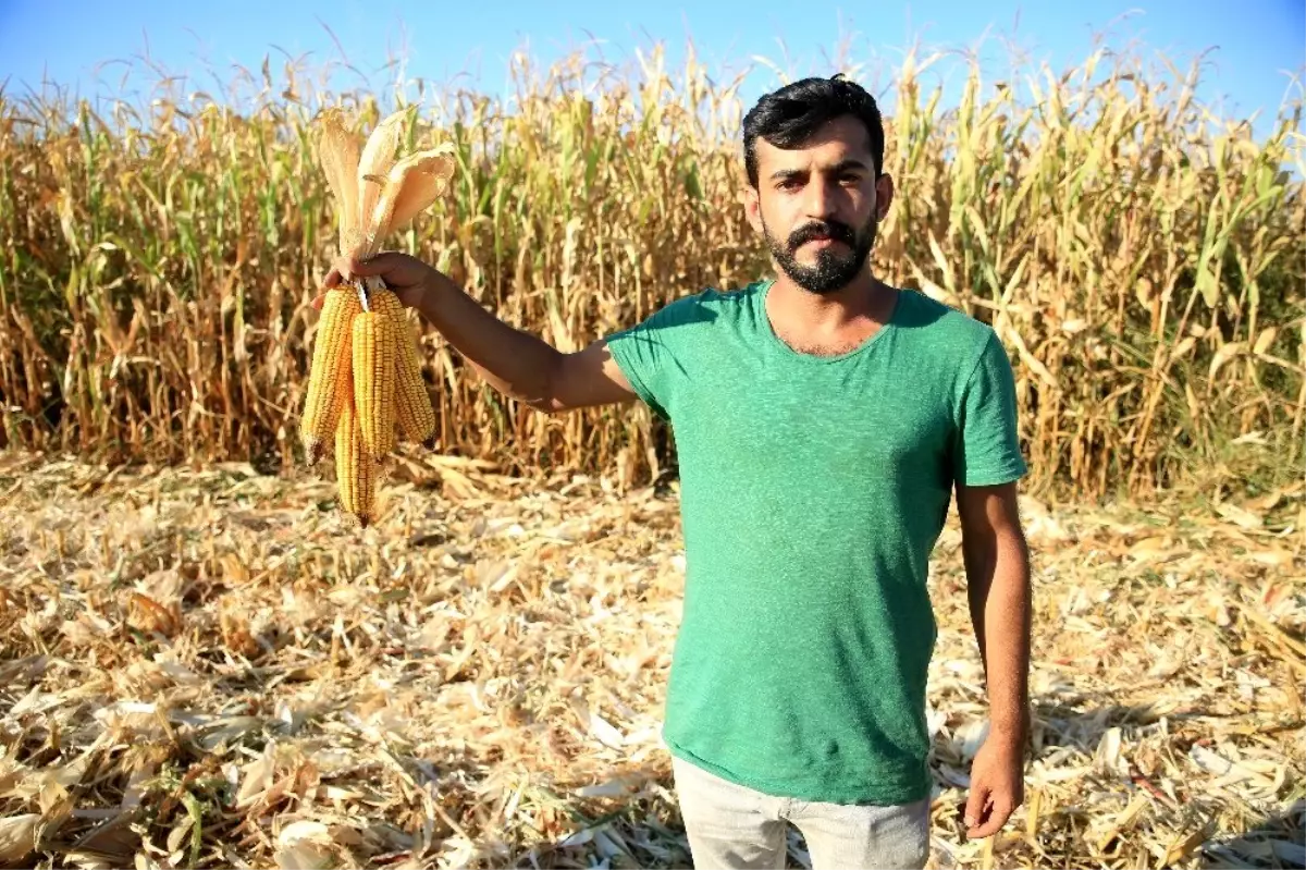 Batman'da ilk mısır hasadı başladı