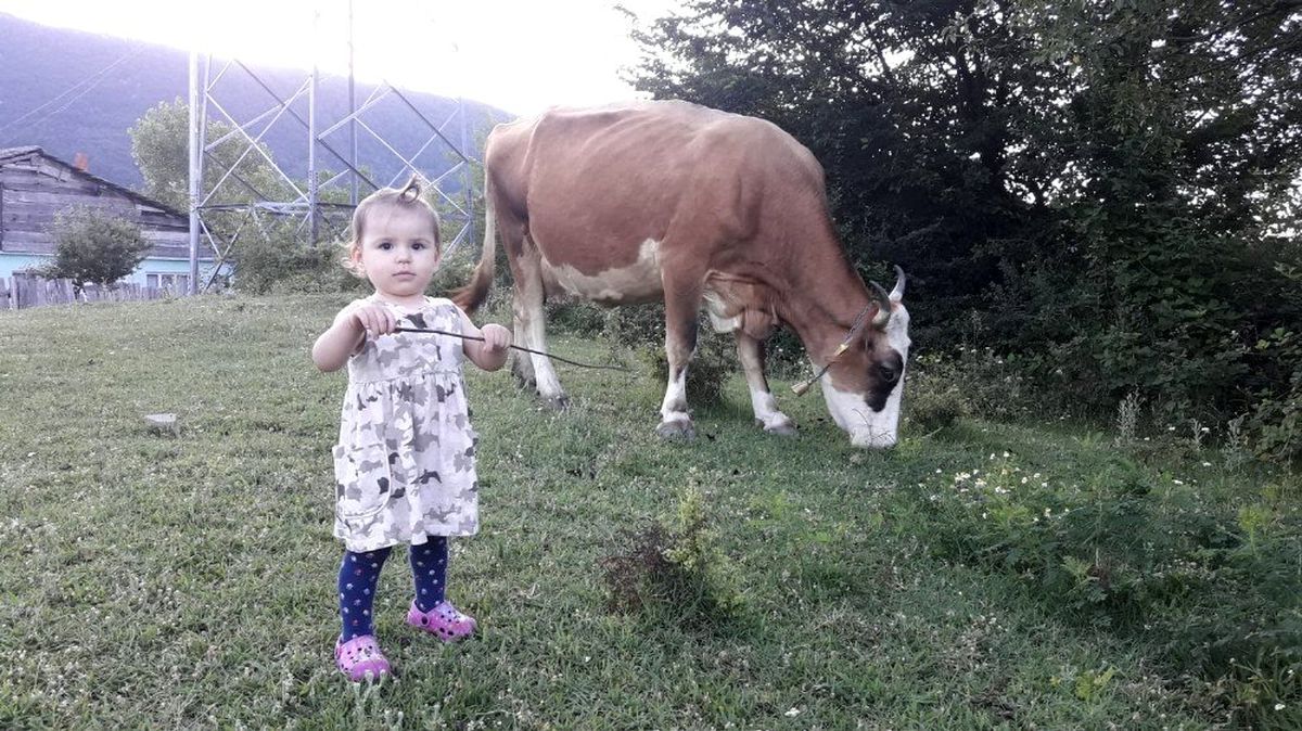 Bu inekler sahibiyle oyun oynuyor