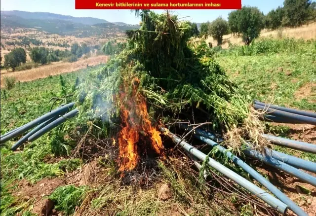PKK'nın finans kaynağına büyük darbe! Tarlaya tesisat bile döşemişler