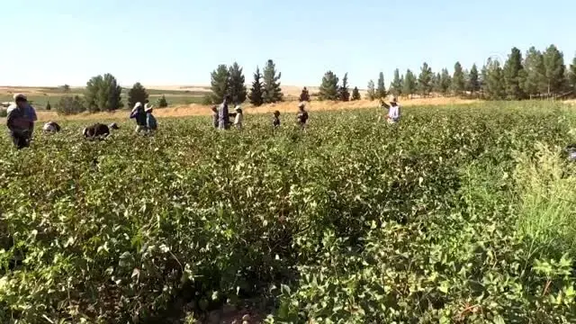 'Beyaz altın'da hasat zamanı 'Beyaz altın'da hasat zamanı