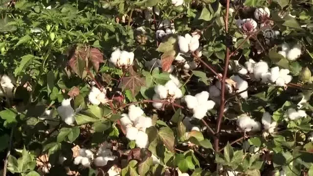 'Beyaz altın'da hasat zamanı 'Beyaz altın'da hasat zamanı