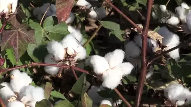 'Beyaz altın'da hasat zamanı 'Beyaz altın'da hasat zamanı