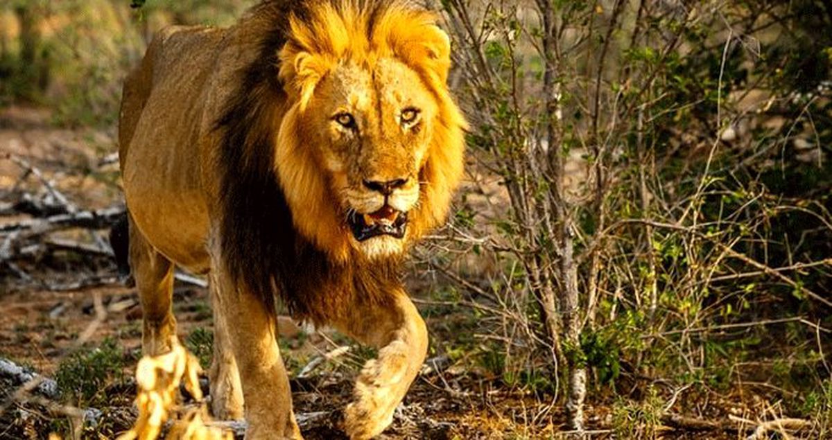 Kamerun'da parktan kaçan iki aslan 80 inek yedi
