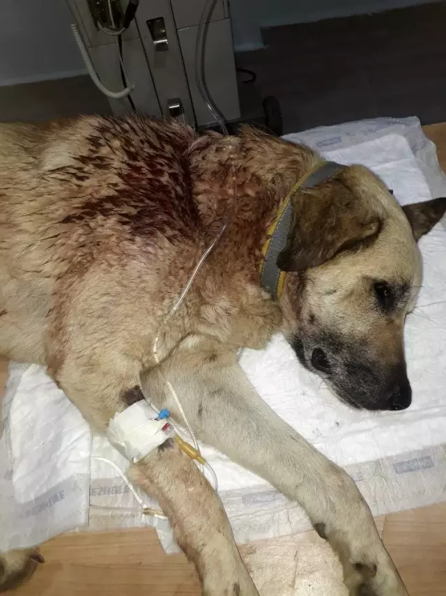 Mahallenin baktığı sokak köpeğini tüfekle vurdular Haberler