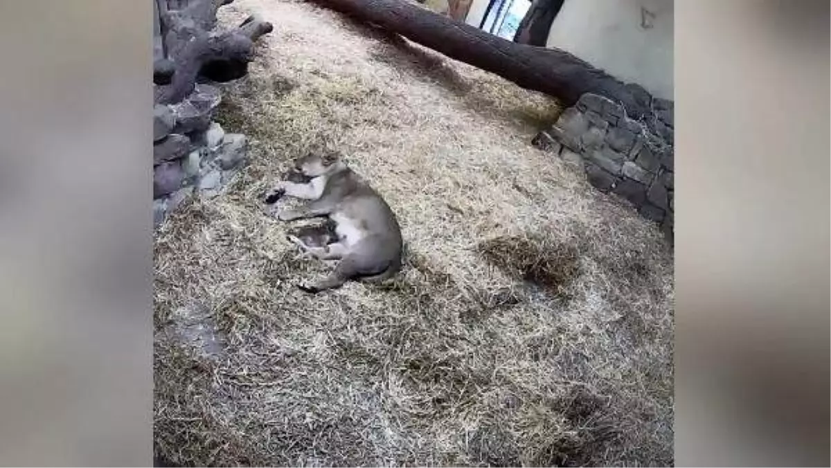 Nesli tükenmekte olan asya aslanı, 3 yavru doğurdu