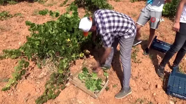 Ürgüp'te Bağ Bozumu etkinlikleri devam ediyor