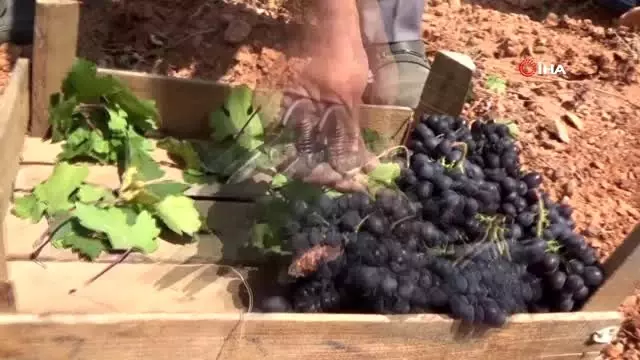 Ürgüp'te Bağ Bozumu etkinlikleri devam ediyor