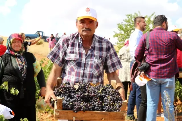 Ürgüp'te Bağ Bozumu Festivali devam ediyor