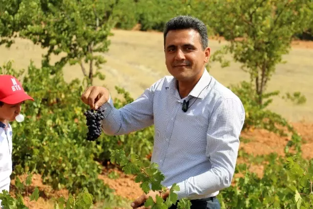 Ürgüp'te Bağ Bozumu Festivali devam ediyor