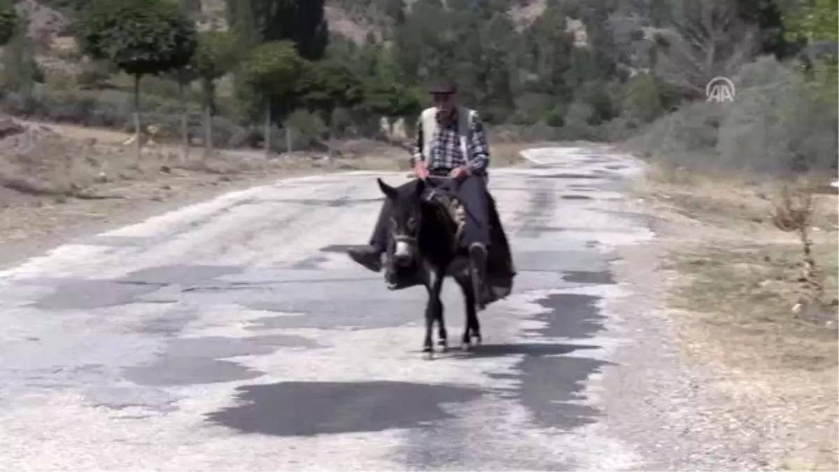 'Aküzüm' bir asırdır imece usulü toplanıyor