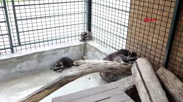 ankara sincan hayvanat bahcesi yeni uyelerine kavustu haberler