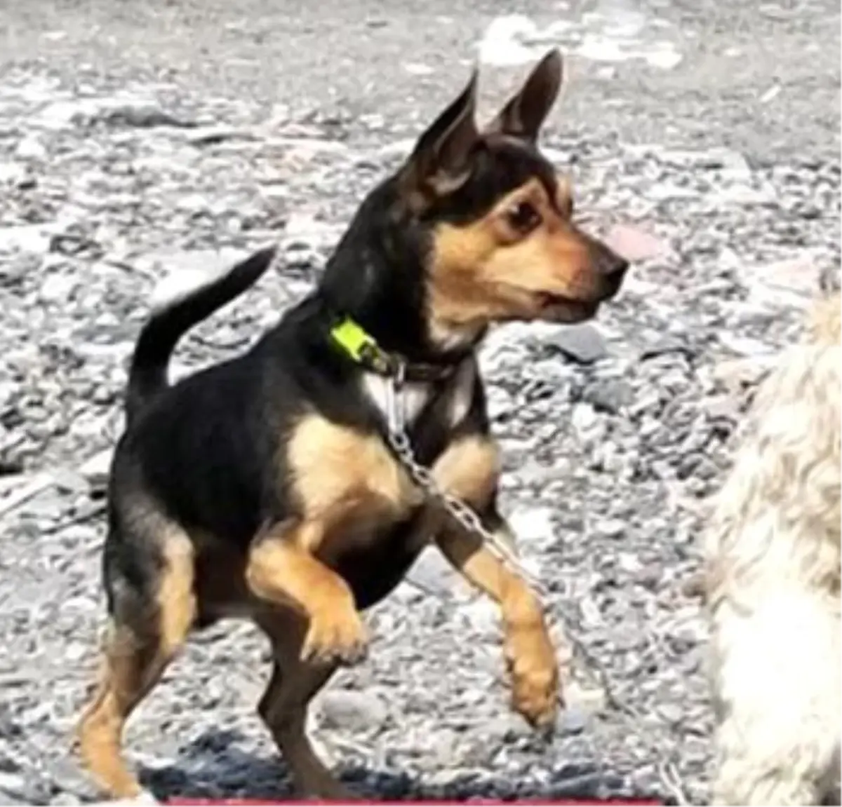 Çalınan köpeği için para ödülü koydu