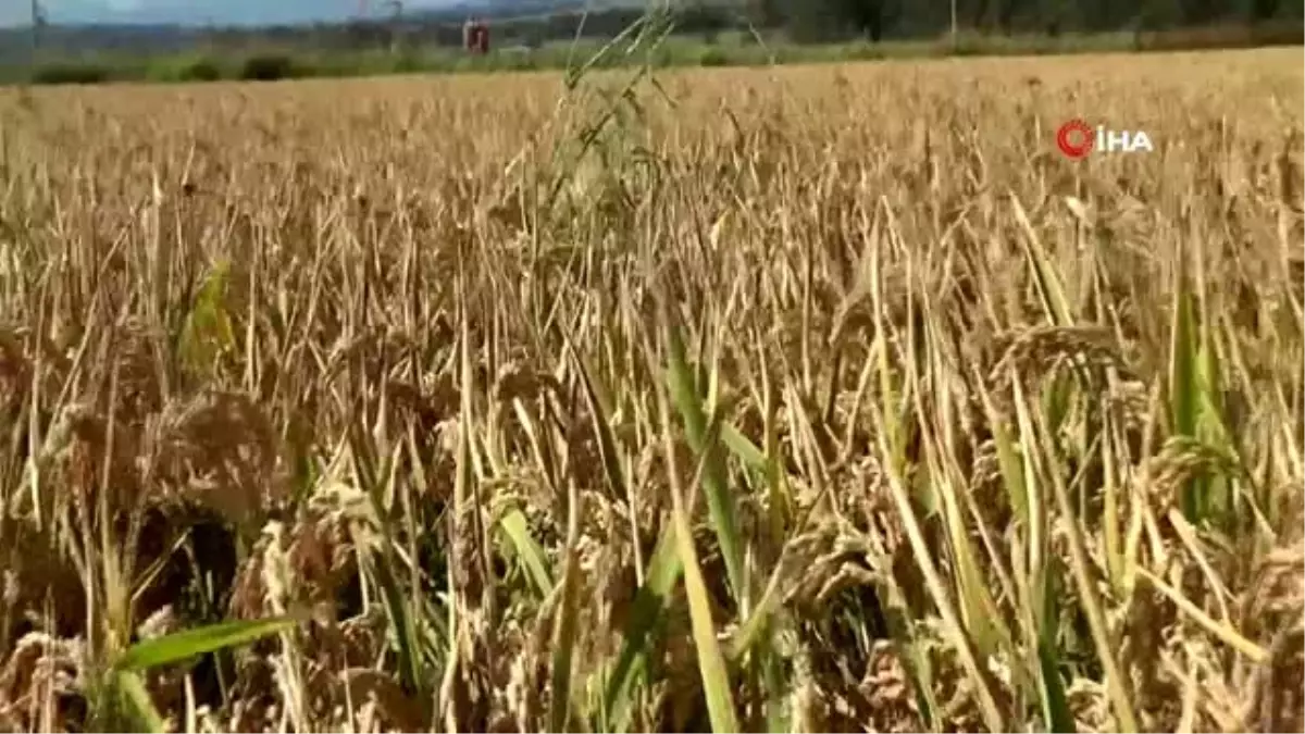 Dünyaca ünlü Gönen Baldosu'nda hasat başladı