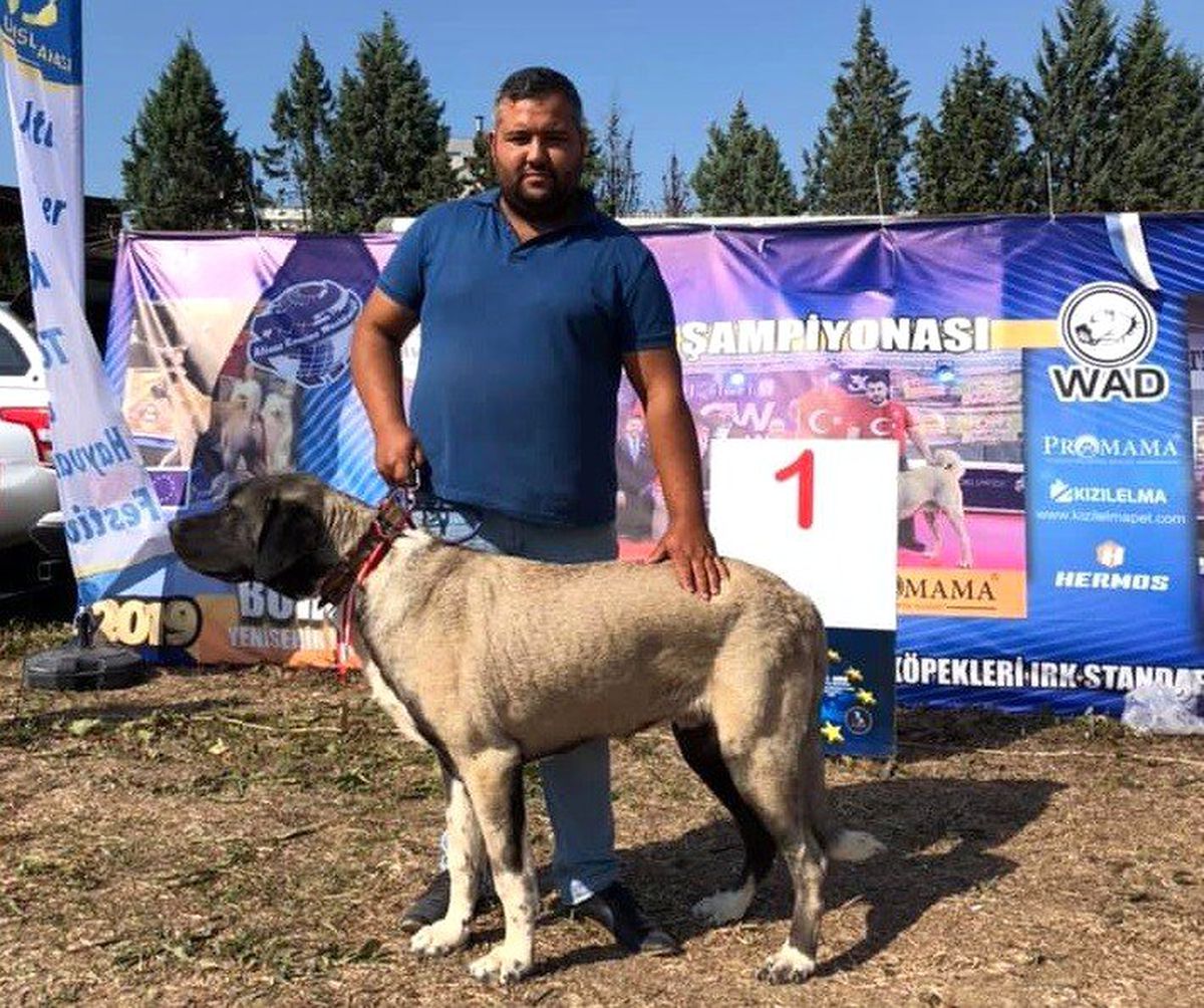 Kangal Malaklı Boz ırkı köpeği Türkiye ikincisi oldu