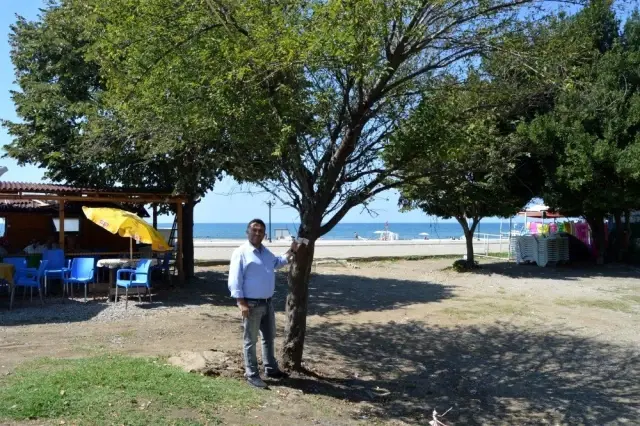 Mühürlenecek bina bulamayınca ağaçları mühürlediler