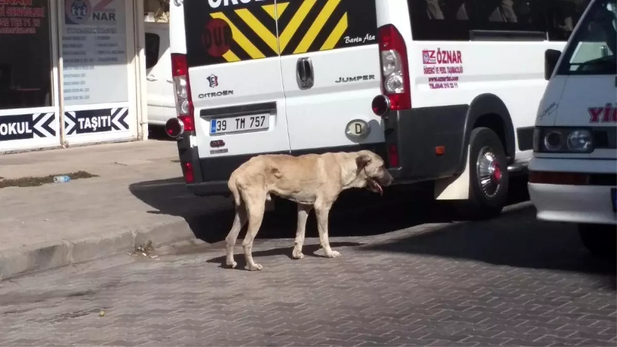 Oldu Sanilan Kopek Hayata Donduruldu Haber