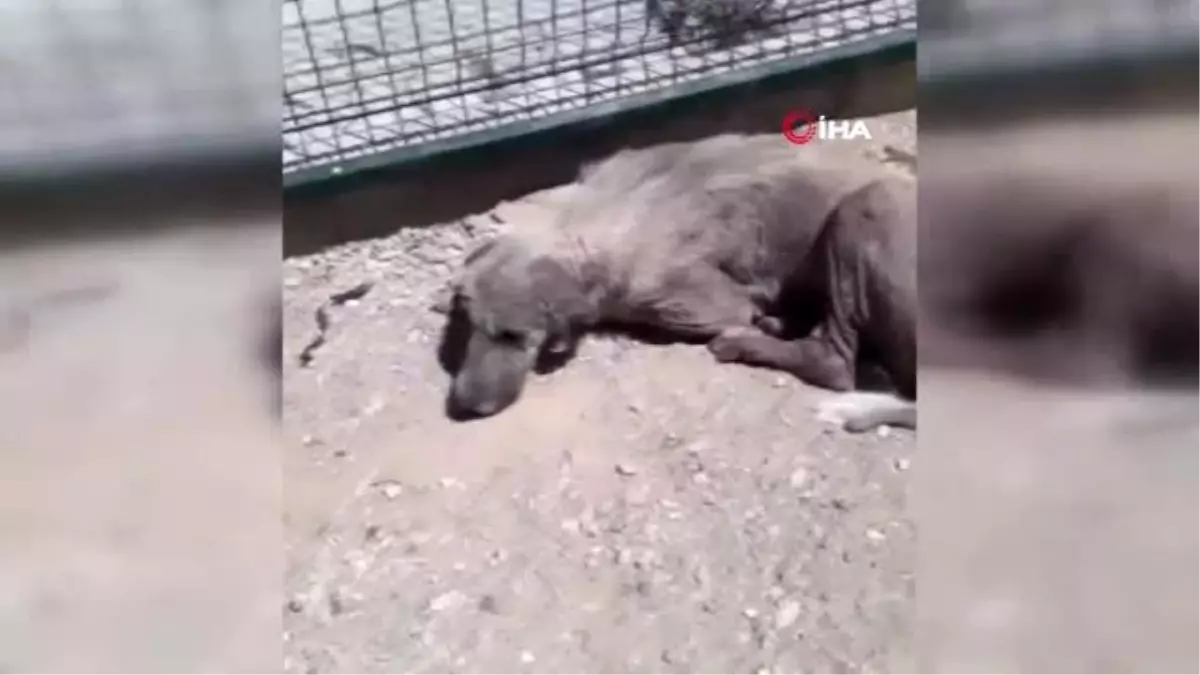 oldu sanilan kopek hayata donduruldu haberler
