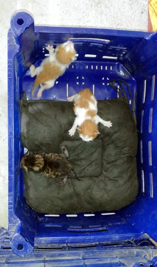 3 yavru kedi, domates kasasında istanbul�dan antalya�ya geldi Haberler
