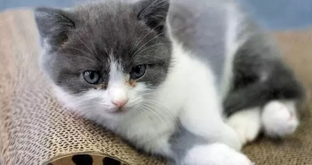 Çinli iş adamı, ölen kedisini 202 bin TL'ye klonlattı