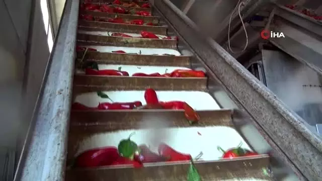 İsot ve salçanın acı serüveni