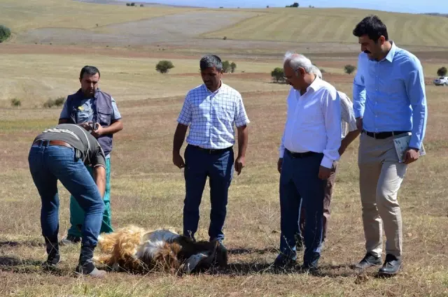 Kırıkkale'de kurtlar 15 koyunu telef etti Kırıkkale'de kurtlar 15 koyunu telef etti