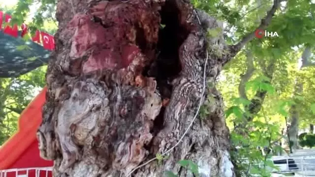 Anıt Çınar ağacı yaşam mücadelesi için yardım bekliyor