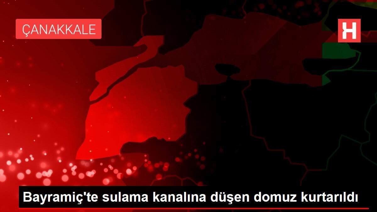 Bayramiç'te sulama kanalına düşen domuz kurtarıldı