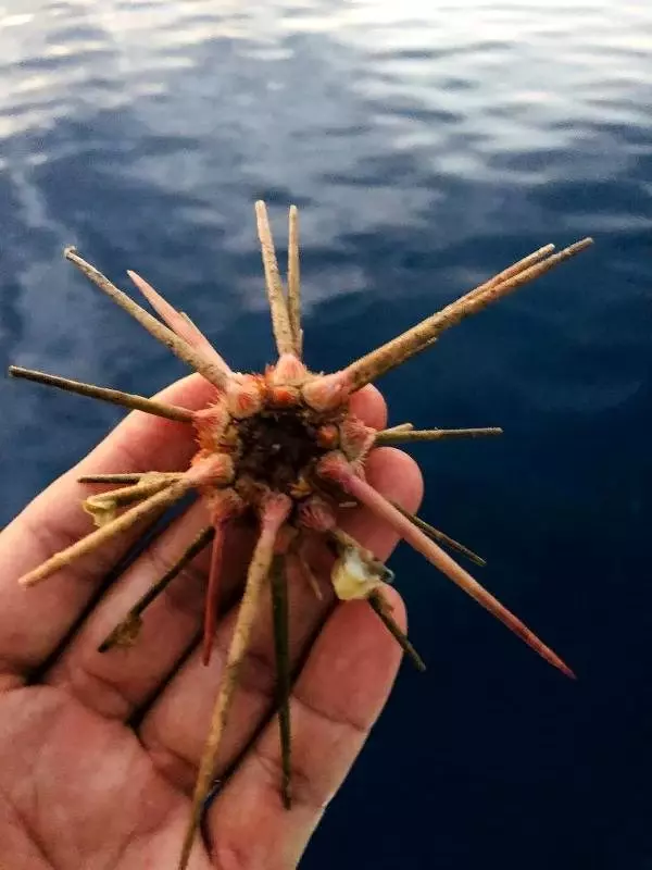 Çanakkale'de 100 metre derinlikte bulundu
