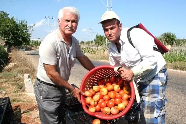 Domatesin fiyatı 50 kuruşa düştü